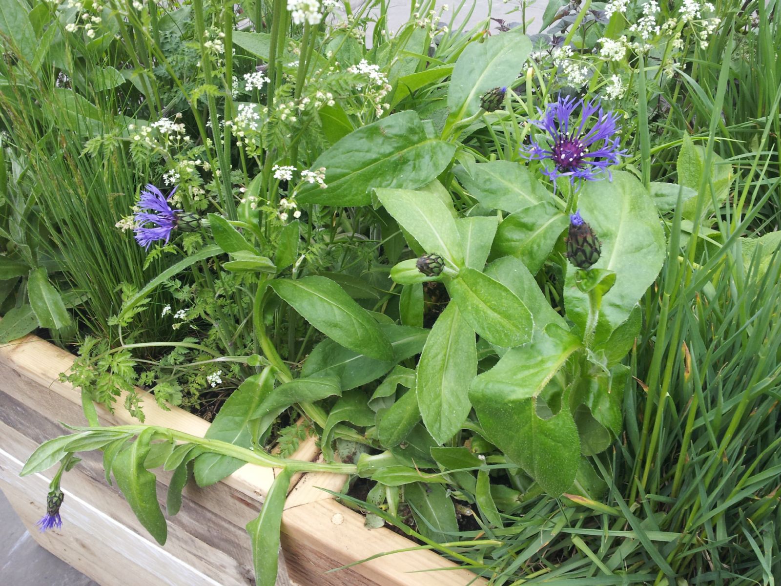 Chelsea Flower Show